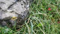 Burren (1)