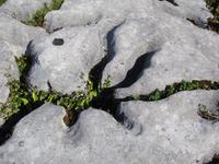Burren