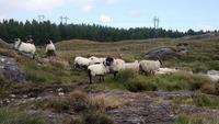 Connemara (6)
