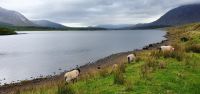 Connemara 