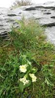DSC_0074 Burren