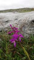 DSC_0075Burren