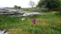 DSC_0081burren