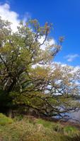 DSC_0188Muckross