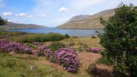 Der einzige Fjord Irlands - Killary Harbour