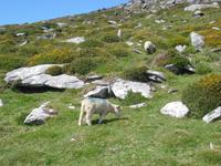 Dingle Wegbegleiter
