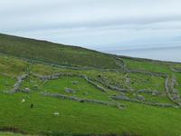 Dingle