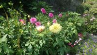 Garinish Island (11)