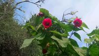 Garinish Island (2)