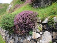 Giants Causeway