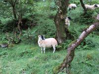 Glenevin Wasserfall