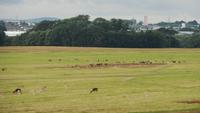 Im Phoenix Park 