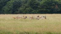 Im Phoenix Park 