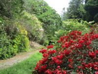In Dereens Garden