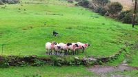 Kells Sheep Dogs