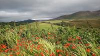 Kerry, Irland