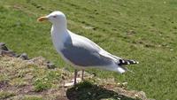 Möwe am Sea Head