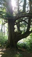 Naturvariation bei Ross Castle