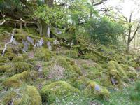 Old Kenmare Road