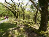 Old Kenmare Road