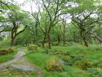 Old Kenmare Road