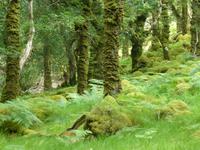 Old Kenmare Road