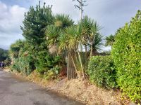 Palmen in Irland