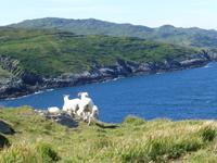 Sheeps Head