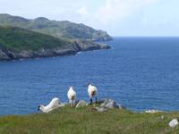 Sheeps Head