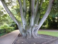 Solch interesannte Bäume stehen im Park vom Schloss in Kilkenny