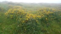 Valentia island (7)