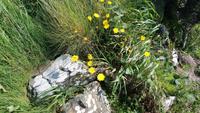 Vegetation in Irland