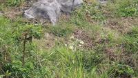 cliffsofmoher (1)