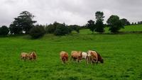 county donegal