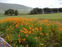 gelber Mohn