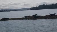 glengariff (5)
