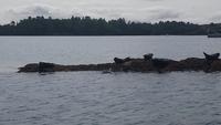 glengariff (6)