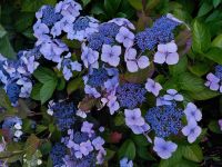 irische Blumen