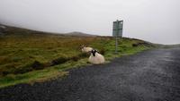 seaveleagh (3)