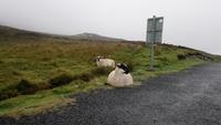 seaveleagh (4)