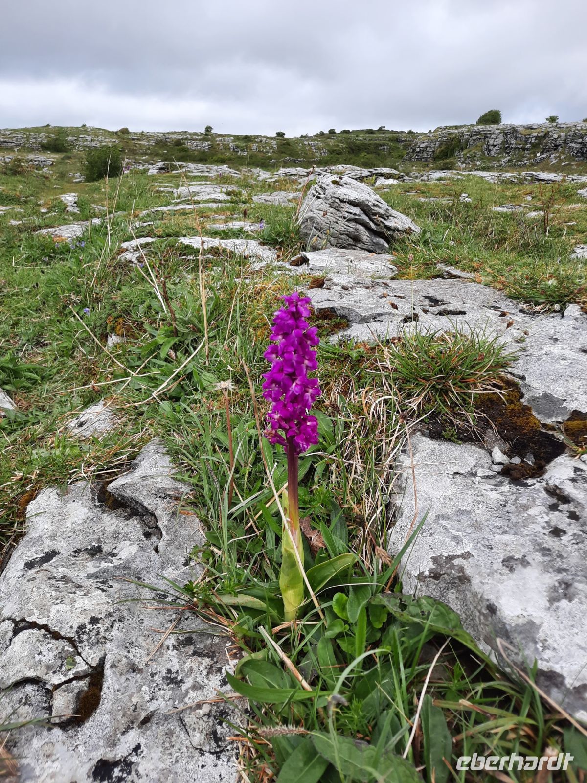 wilde Orchidee