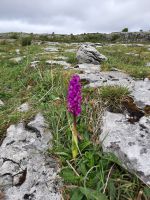 wilde Orchidee