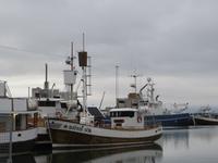 16.06.2016: Husavik - Walbeobachtungstour