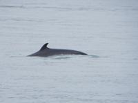 16.06.2016: Husavik - Walbeobachtungstour