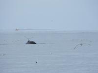 16.06.2016: Husavik - Walbeobachtungstour