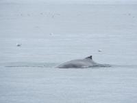 16.06.2016: Husavik - Walbeobachtungstour