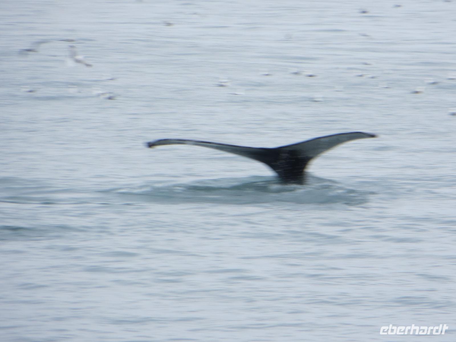 16.06.2016: Husavik - Walbeobachtungstour