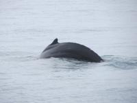 16.06.2016: Husavik - Walbeobachtungstour