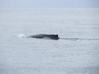 16.06.2016: Husavik - Walbeobachtungstour