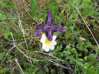 16.06.2016: Wanderung auf der Halbinsel Tjörnes zur hufeisenförmigen Schlucht Asbyrgi